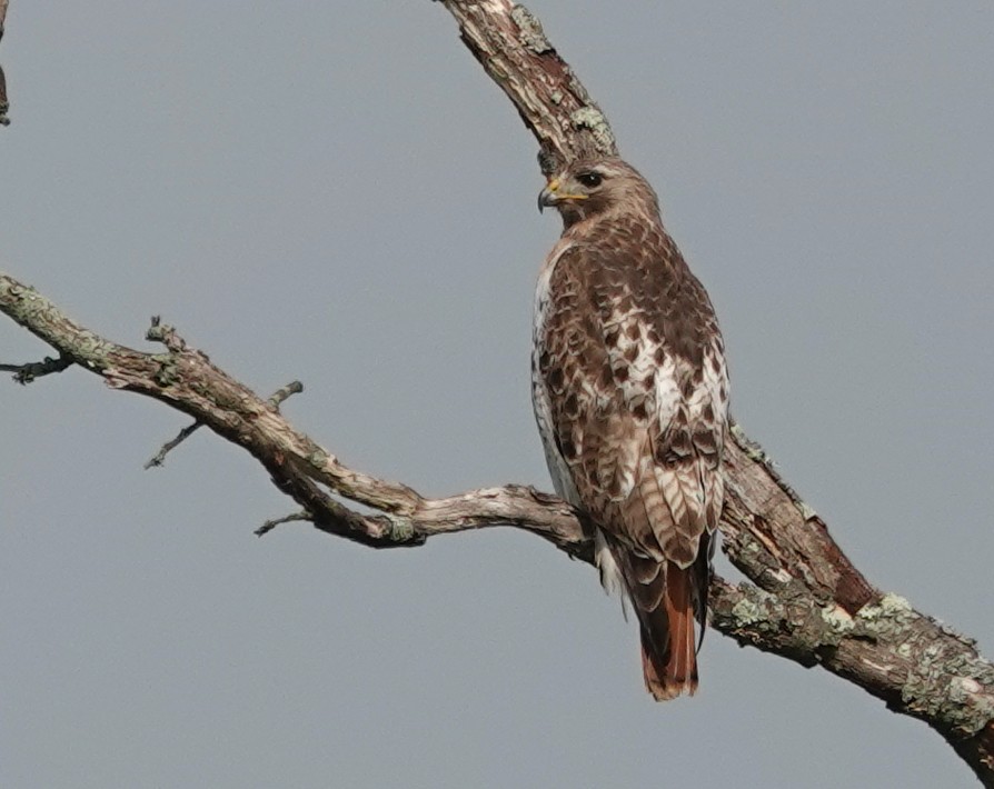 Red-tailed Hawk - ML618445033