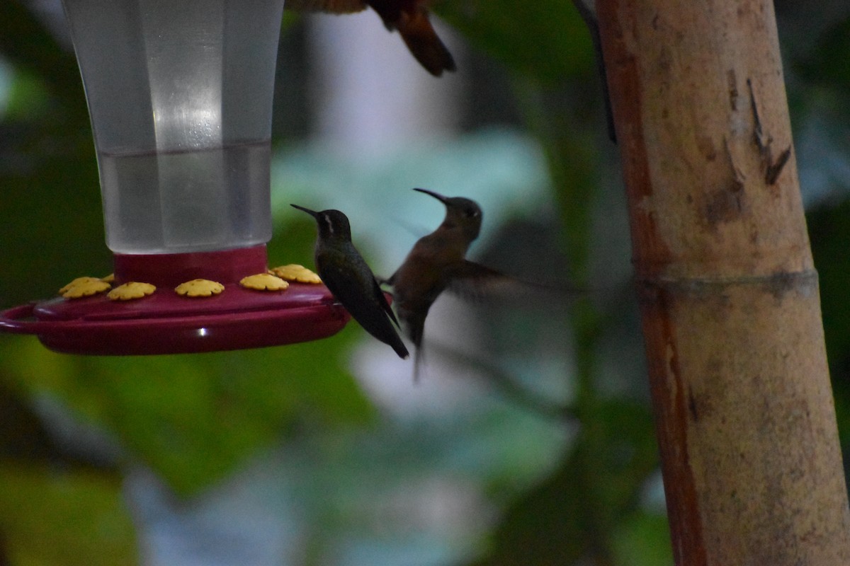Speckled Hummingbird (melanogenys Group) - ML618445042