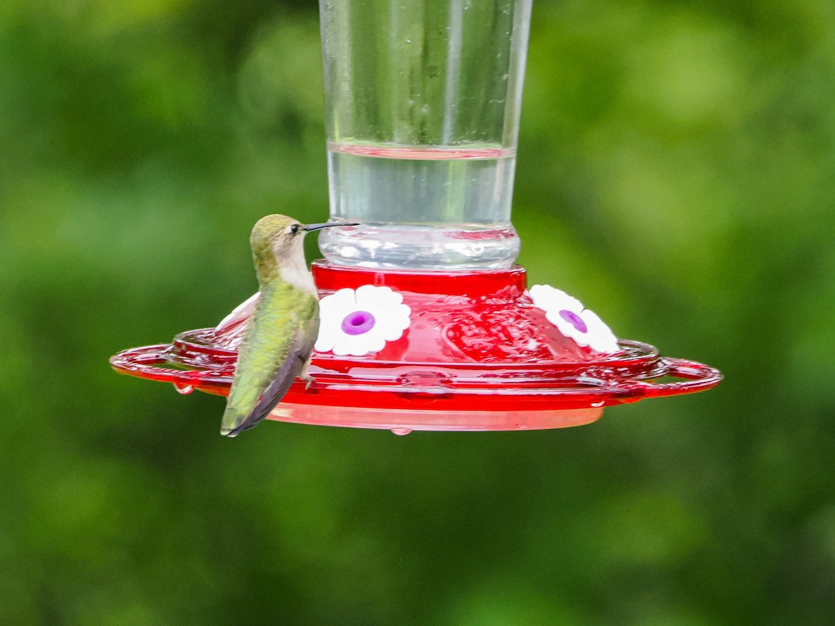 Black-chinned Hummingbird - ML618445044