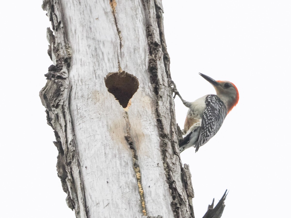 Red-bellied Woodpecker - ML618445047