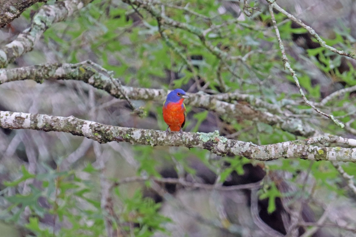Painted Bunting - ML618445070