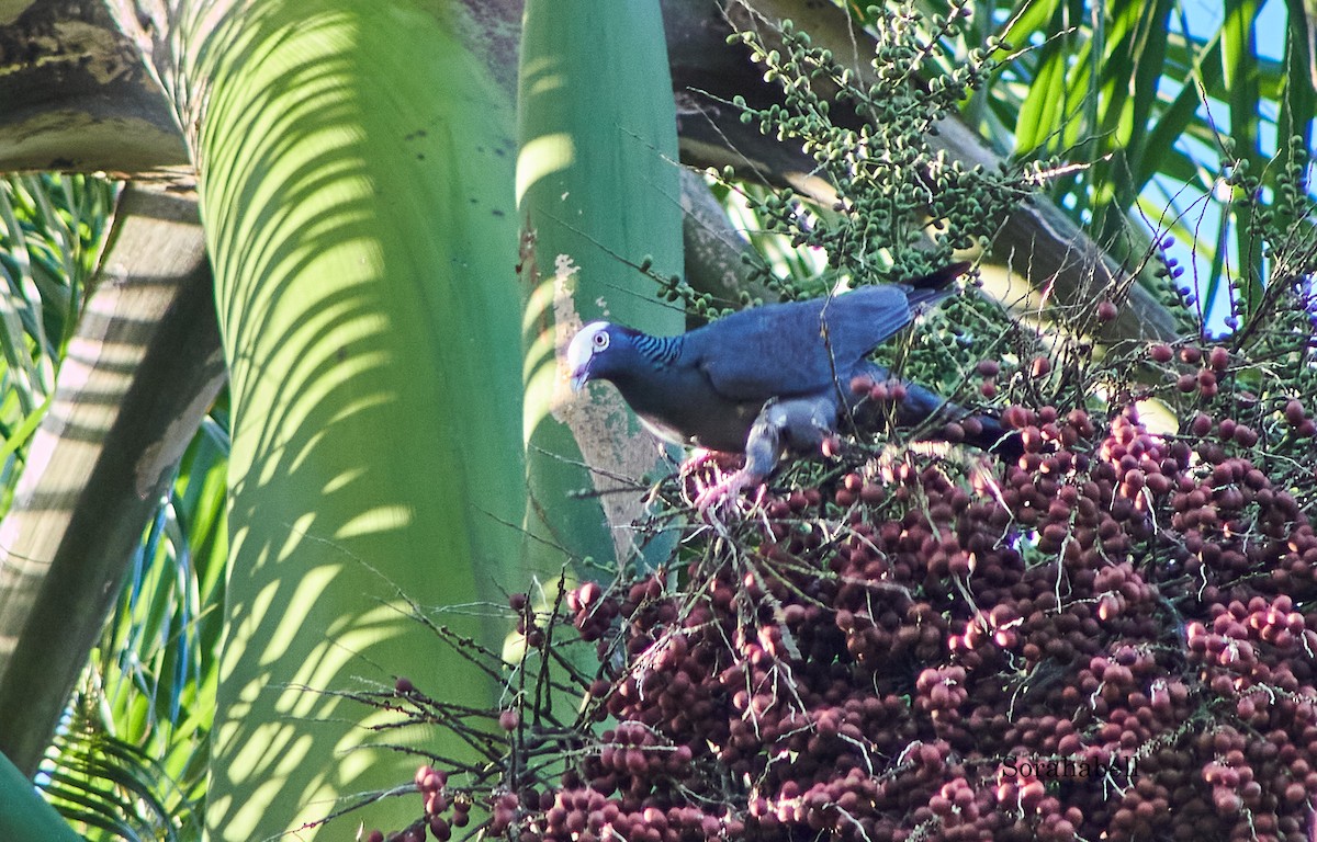 White-crowned Pigeon - ML618445074