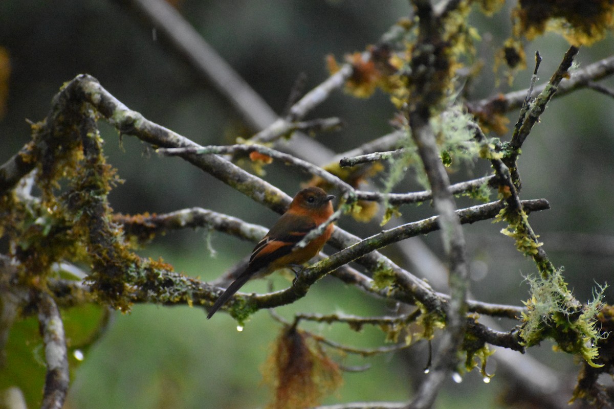 Cinnamon Flycatcher (Andean) - ML618445086