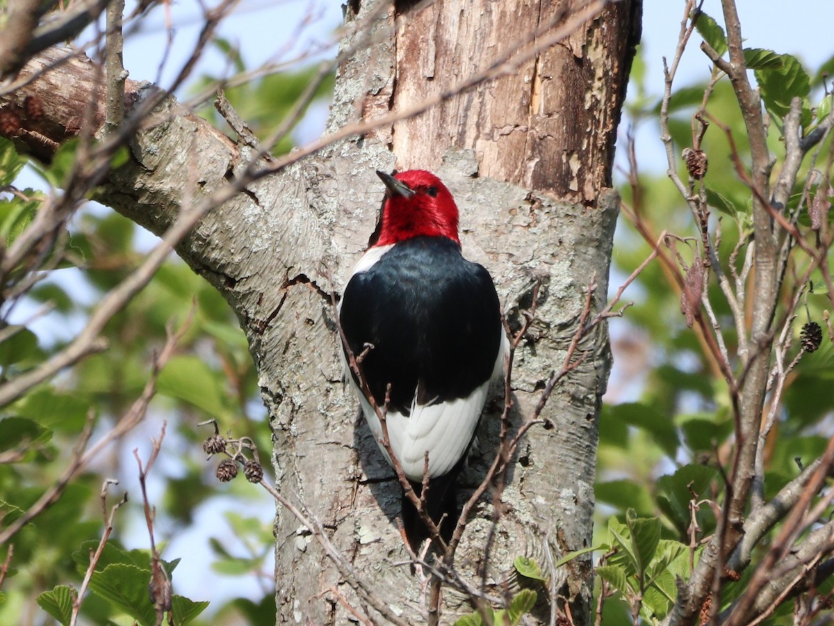 Red-headed Woodpecker - ML618445097