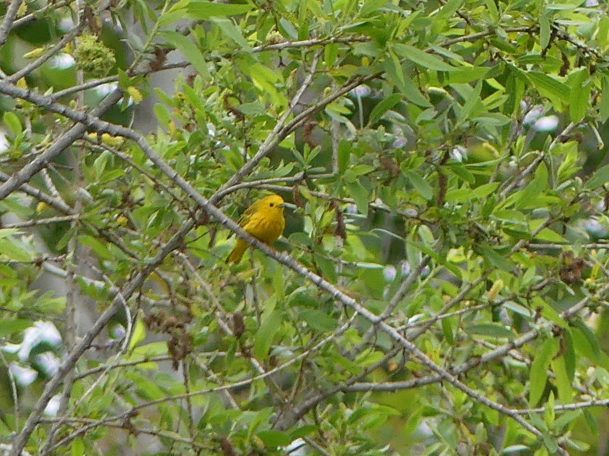Yellow Warbler - ML618445098