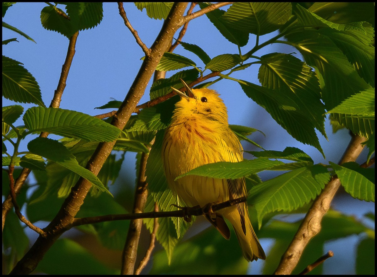 Yellow Warbler - ML618445112