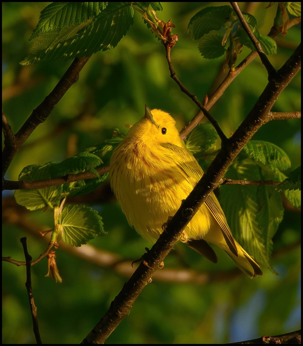 Yellow Warbler - ML618445114