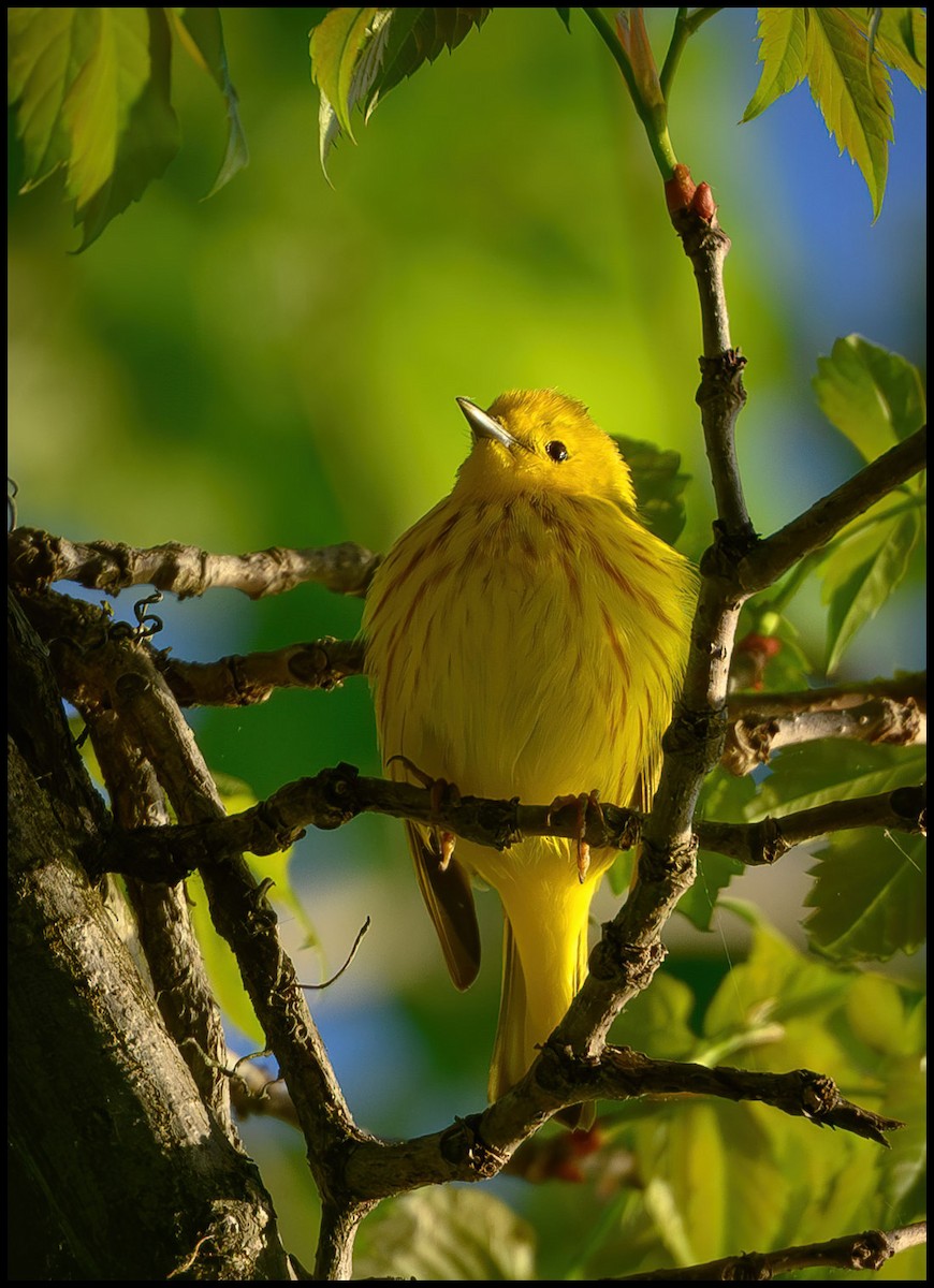 Yellow Warbler - Jim Emery