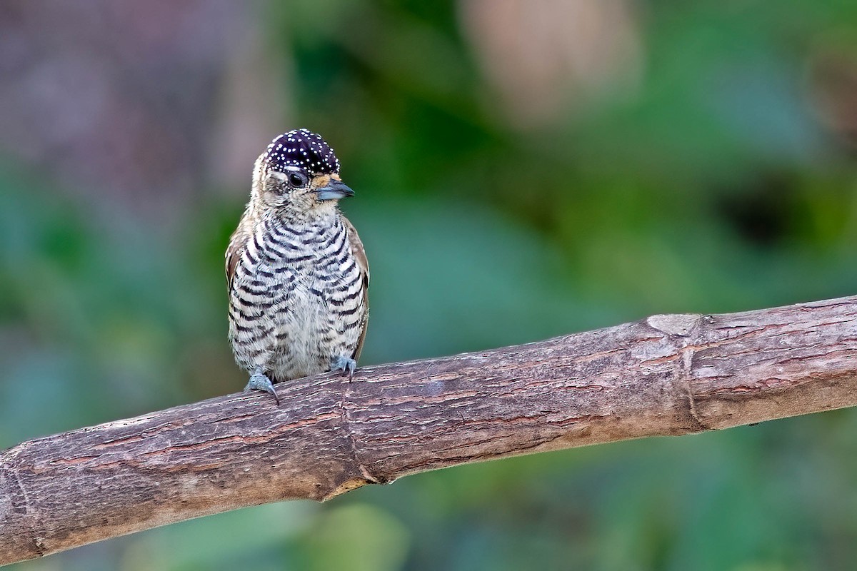 White-barred Piculet - ML618445133