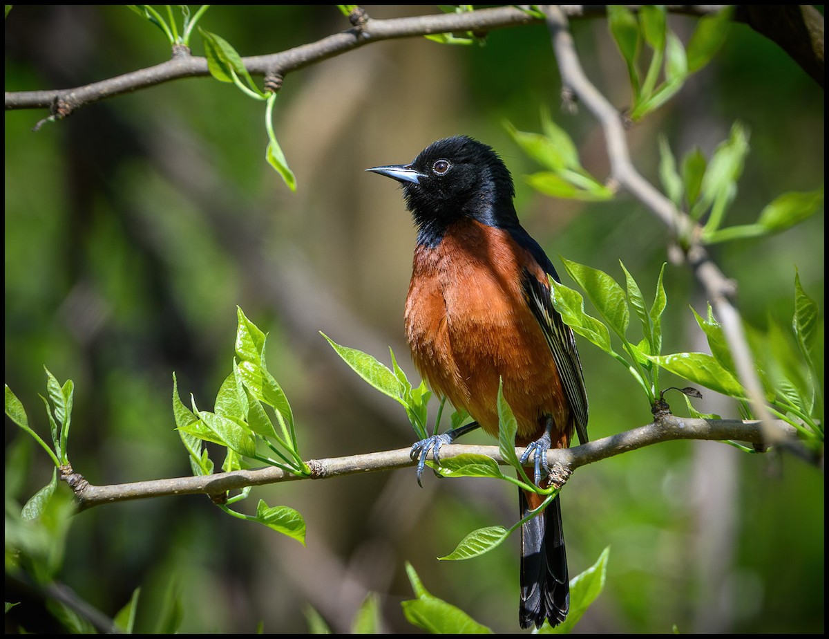 Orchard Oriole - ML618445179
