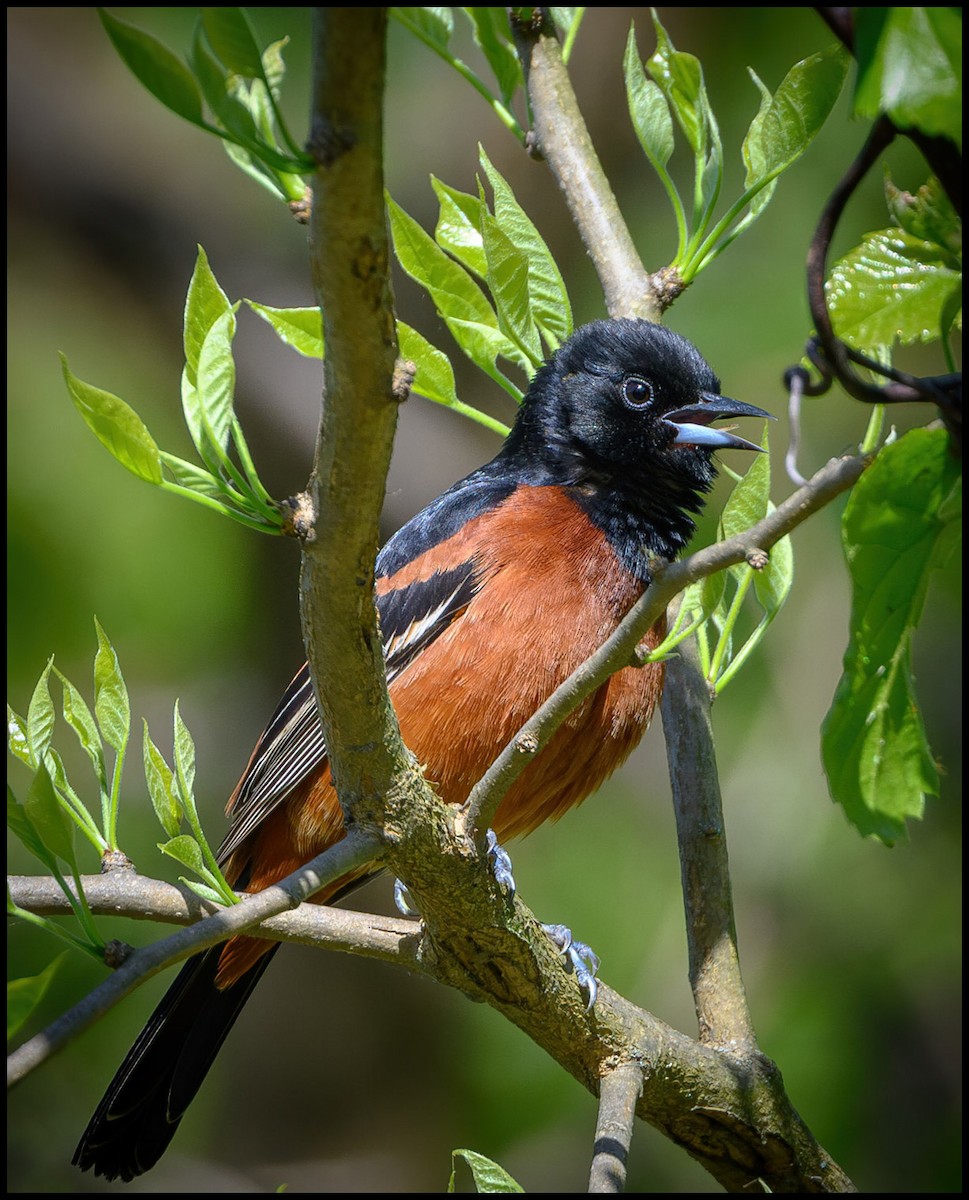 Orchard Oriole - ML618445180