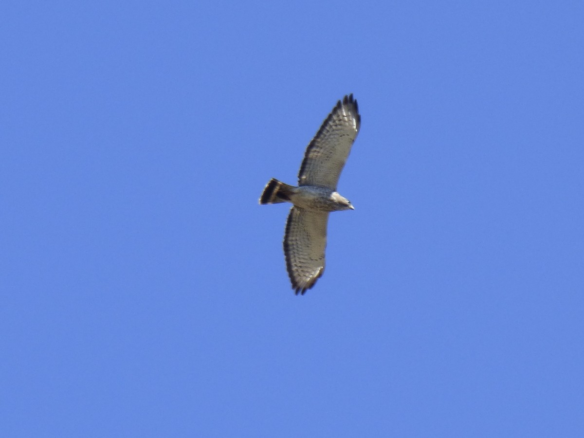 Broad-winged Hawk - ML618445188