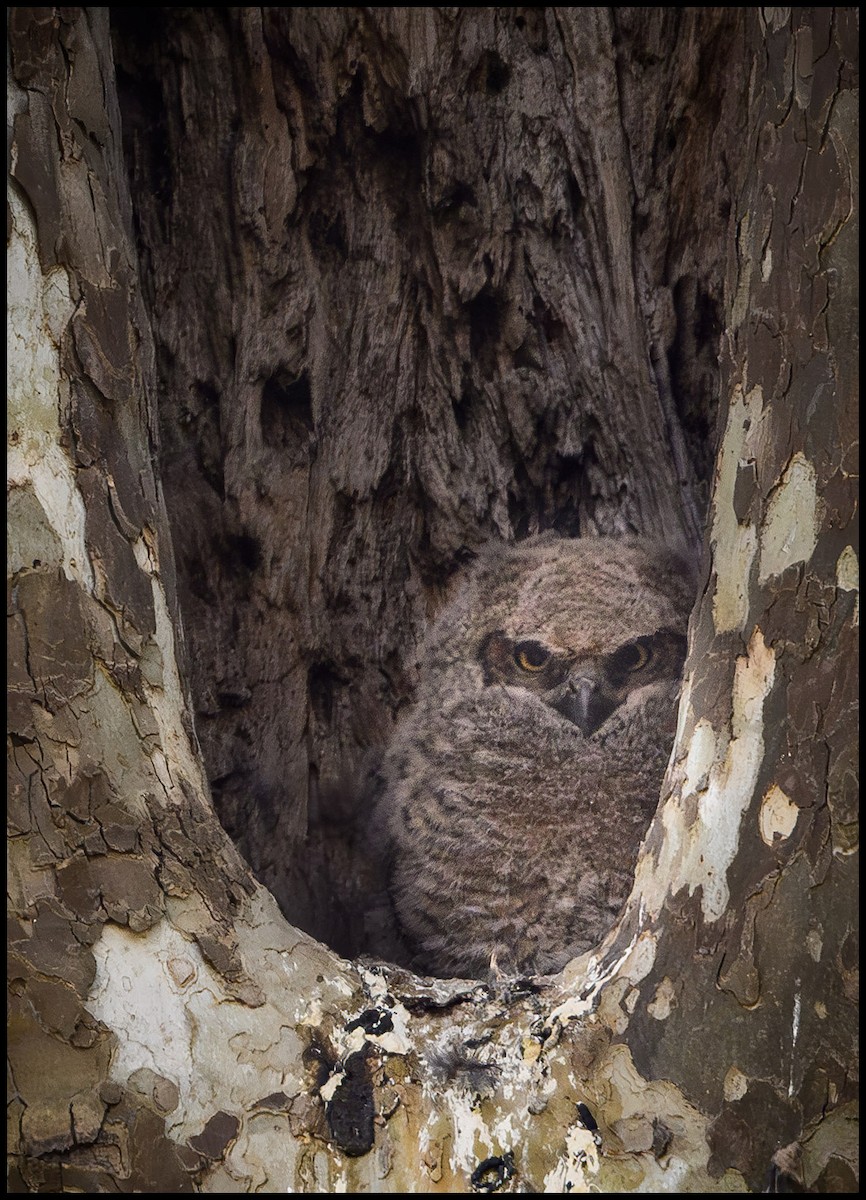Great Horned Owl - ML618445217