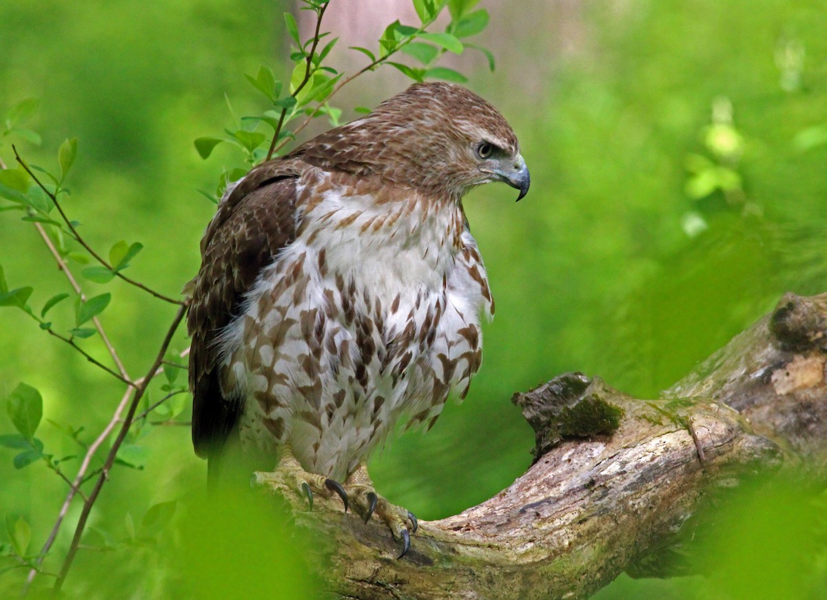 Red-tailed Hawk - ML618445242