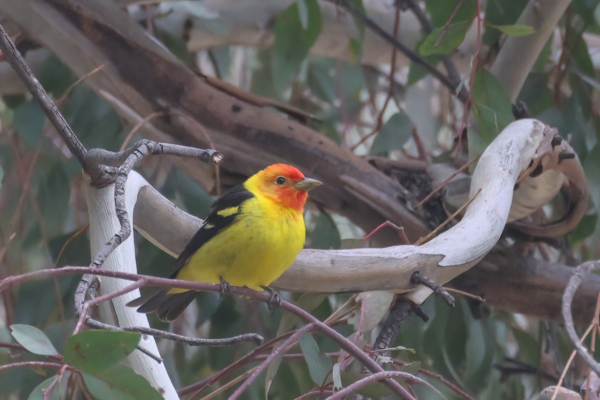 Western Tanager - ML618445244
