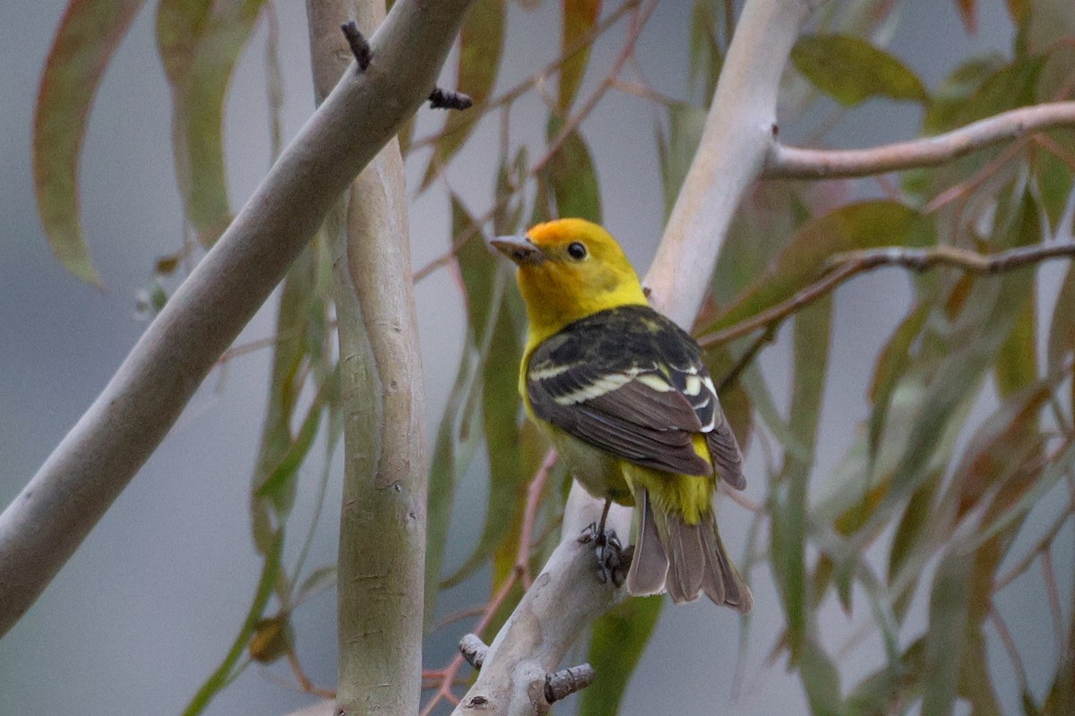 Western Tanager - ML618445247