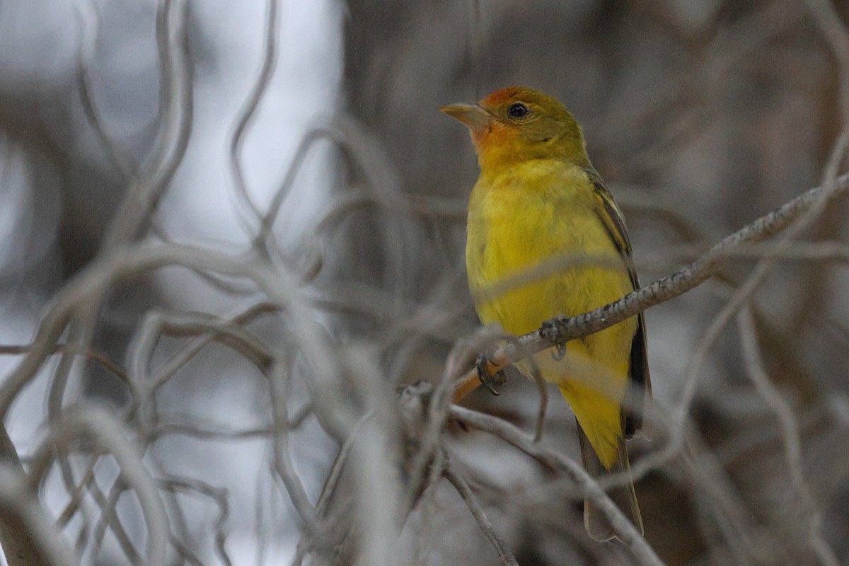 Western Tanager - ML618445261