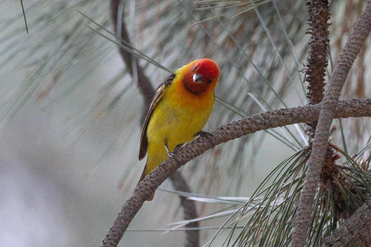 Western Tanager - ML618445265
