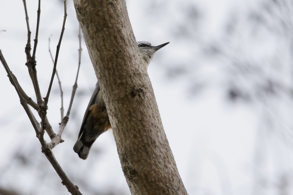 Red-breasted Nuthatch - ML618445274