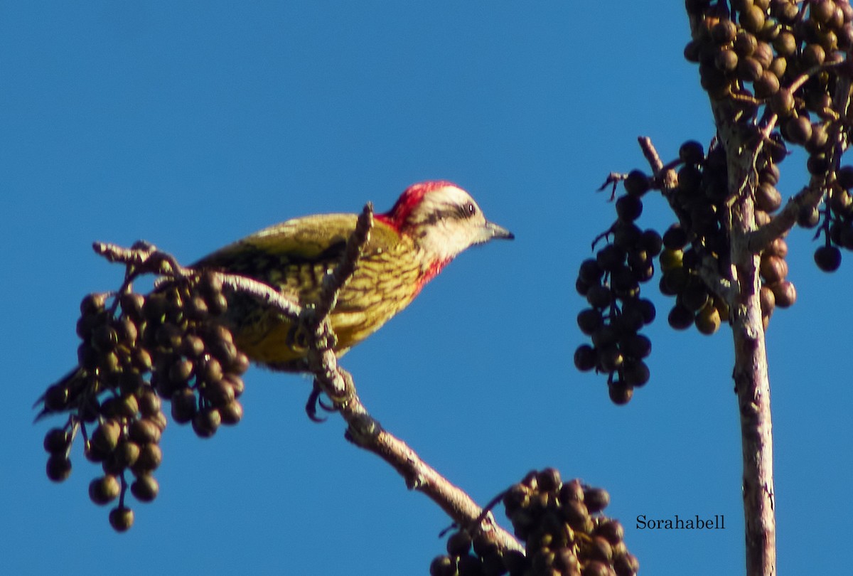 Cuban Green Woodpecker - ML618445284