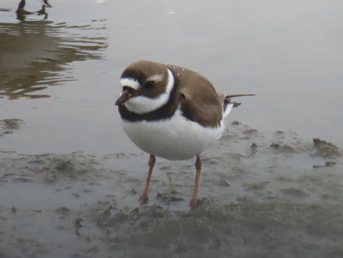 Semipalmated Plover - ML618445287