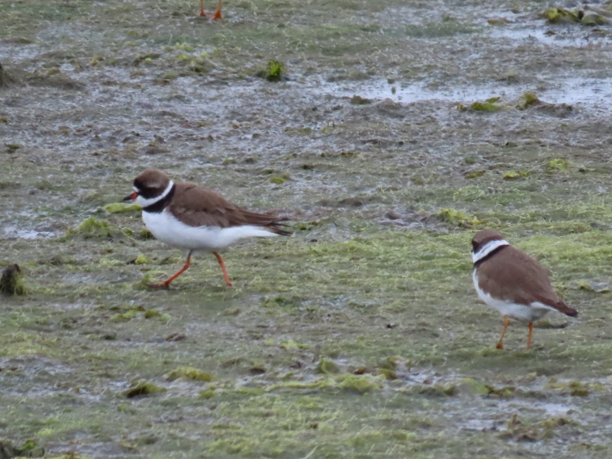 Semipalmated Plover - ML618445288