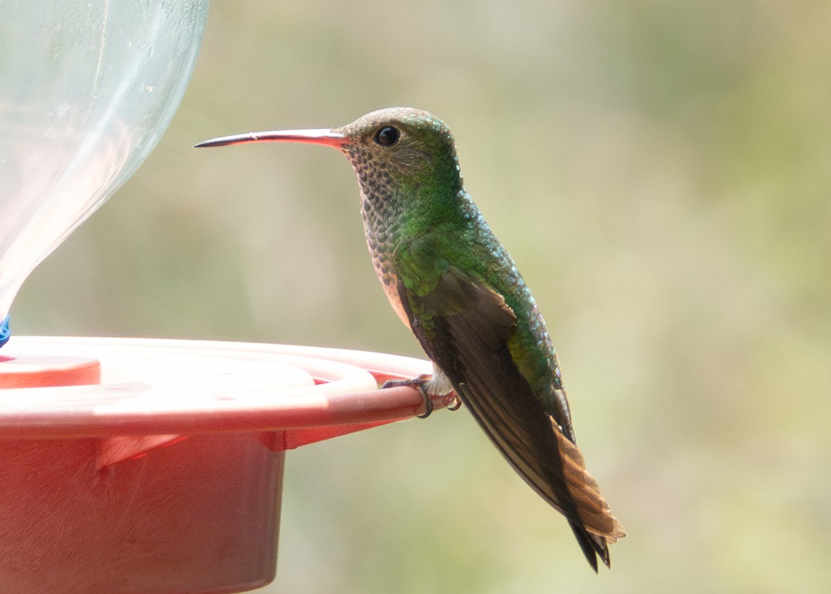Buff-bellied Hummingbird - ML618445289