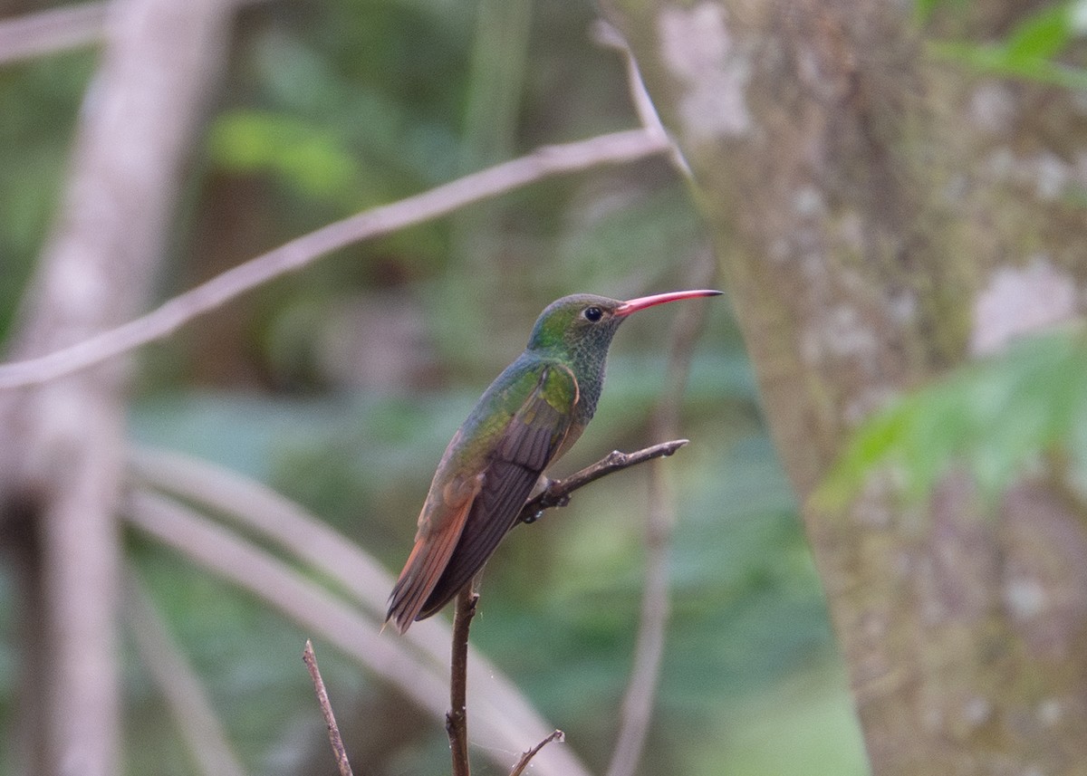 Buff-bellied Hummingbird - ML618445290