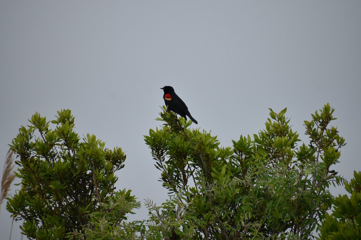 Red-winged Blackbird - ML618445300