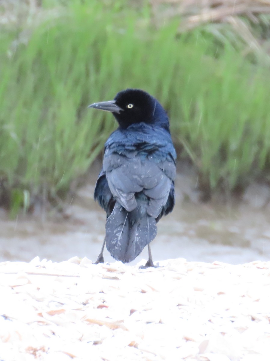 Boat-tailed Grackle - ML618445355