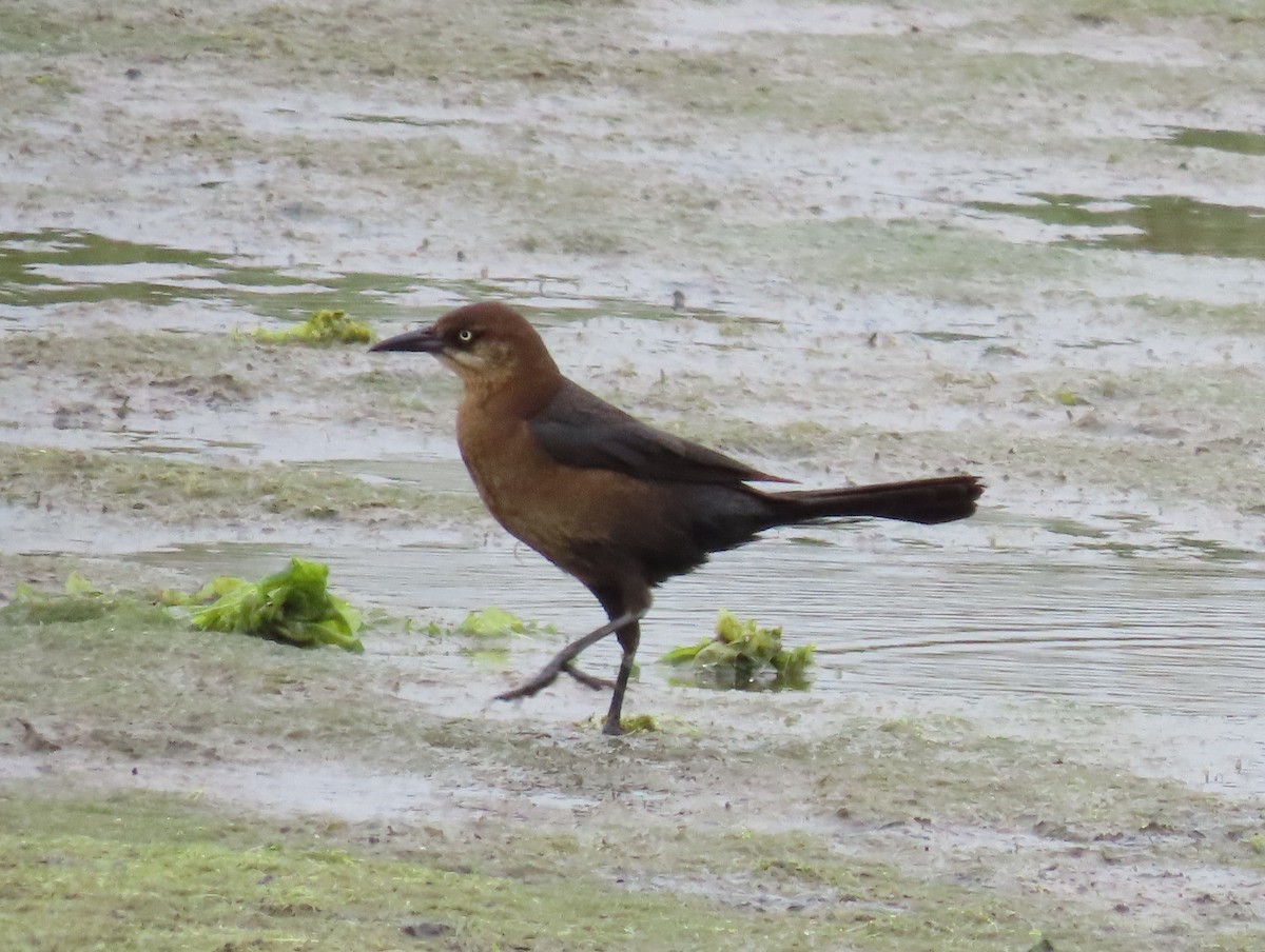 Boat-tailed Grackle - ML618445356