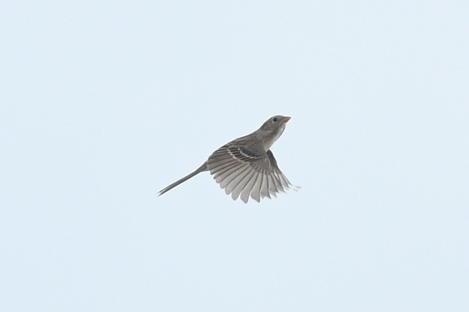 Field Sparrow - ML618445371