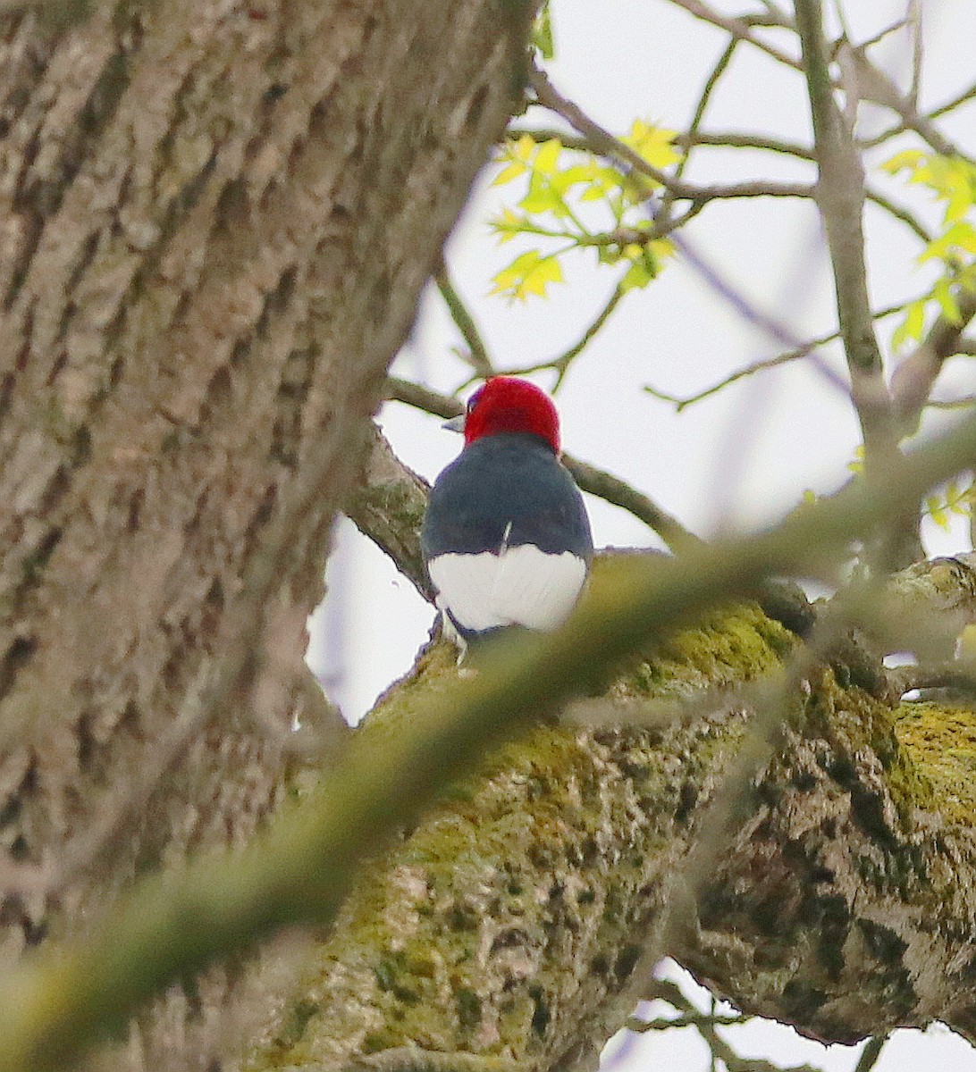 Red-headed Woodpecker - ML618445378