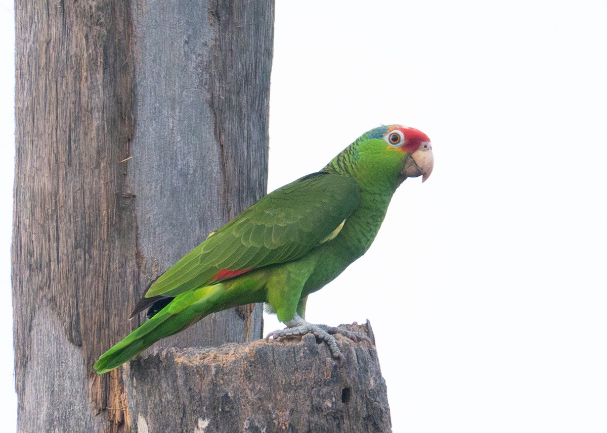 Red-crowned Parrot - ML618445435