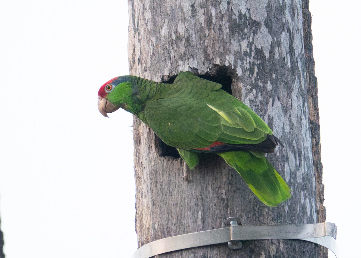 Red-crowned Parrot - ML618445436