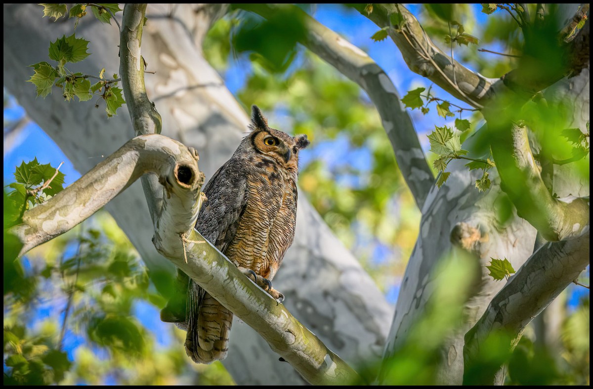 Great Horned Owl - ML618445440