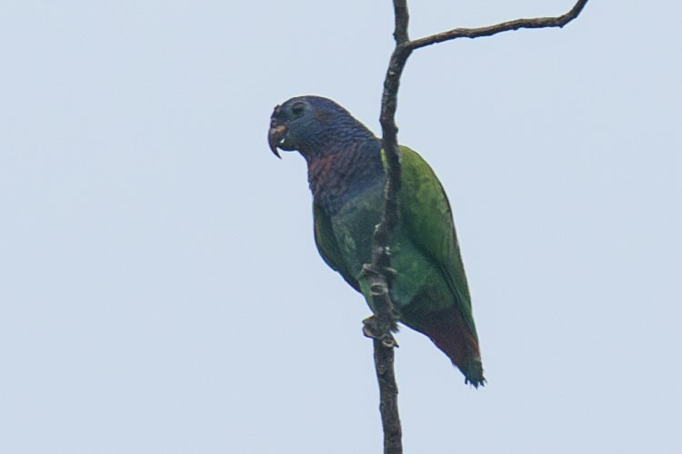 Папуга-червоногуз синьоголовий - ML618445441