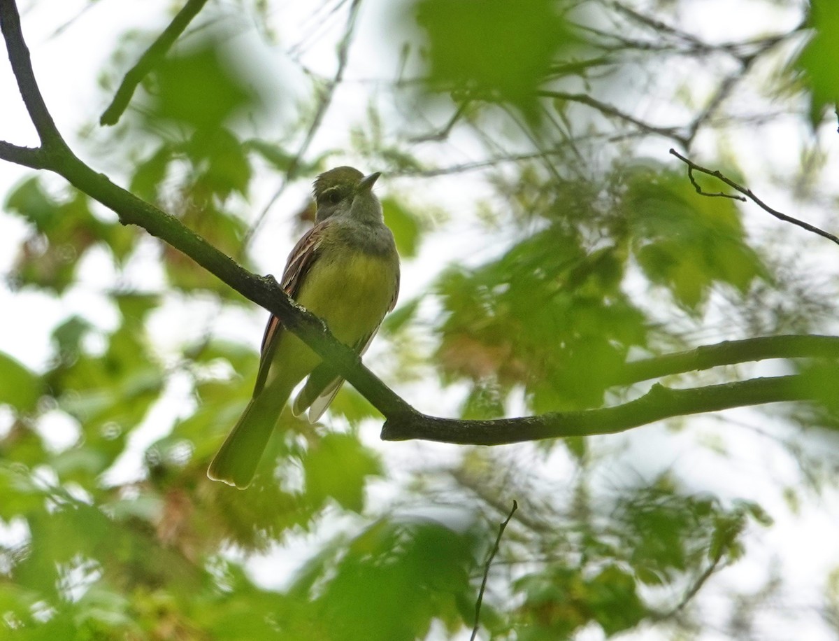 Great Crested Flycatcher - ML618445448