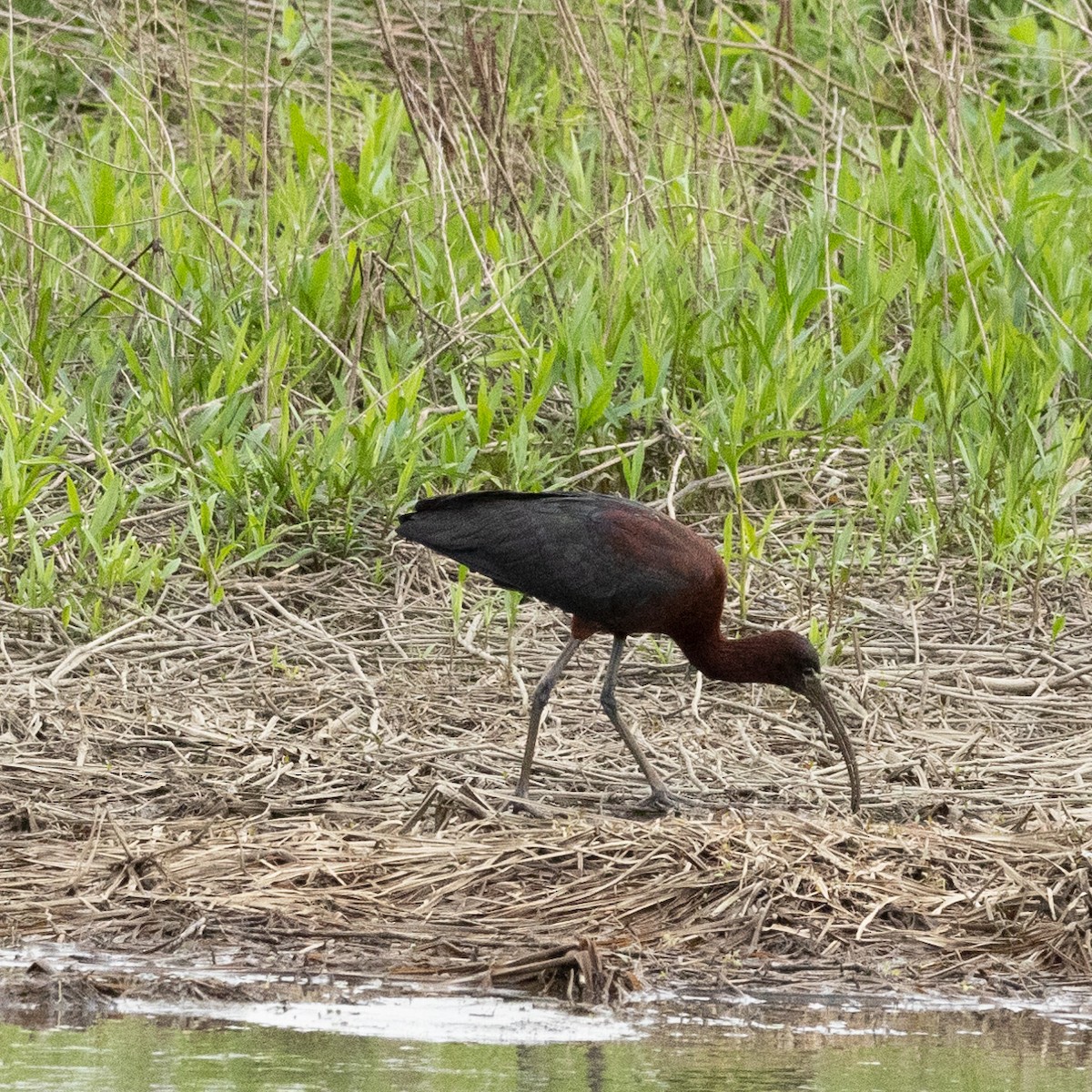 ibis hnědý - ML618445449
