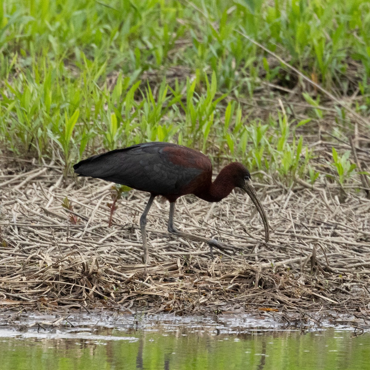 ibis hnědý - ML618445451