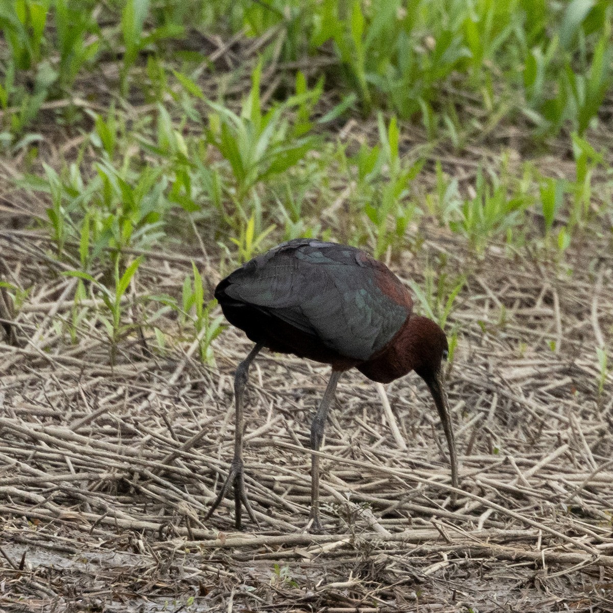 ibis hnědý - ML618445454