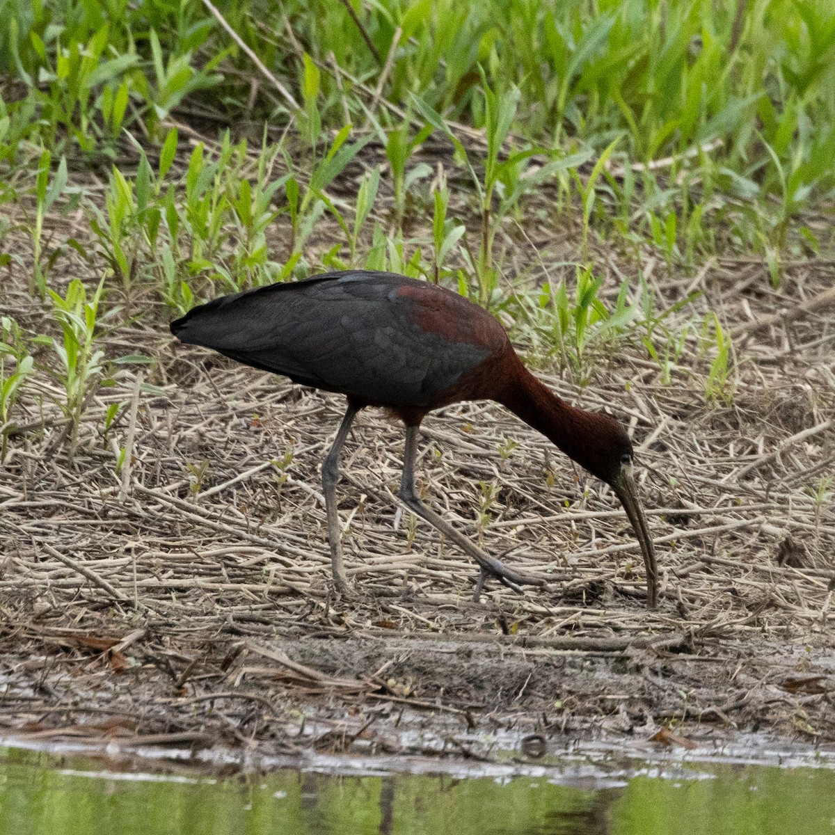 ibis hnědý - ML618445457