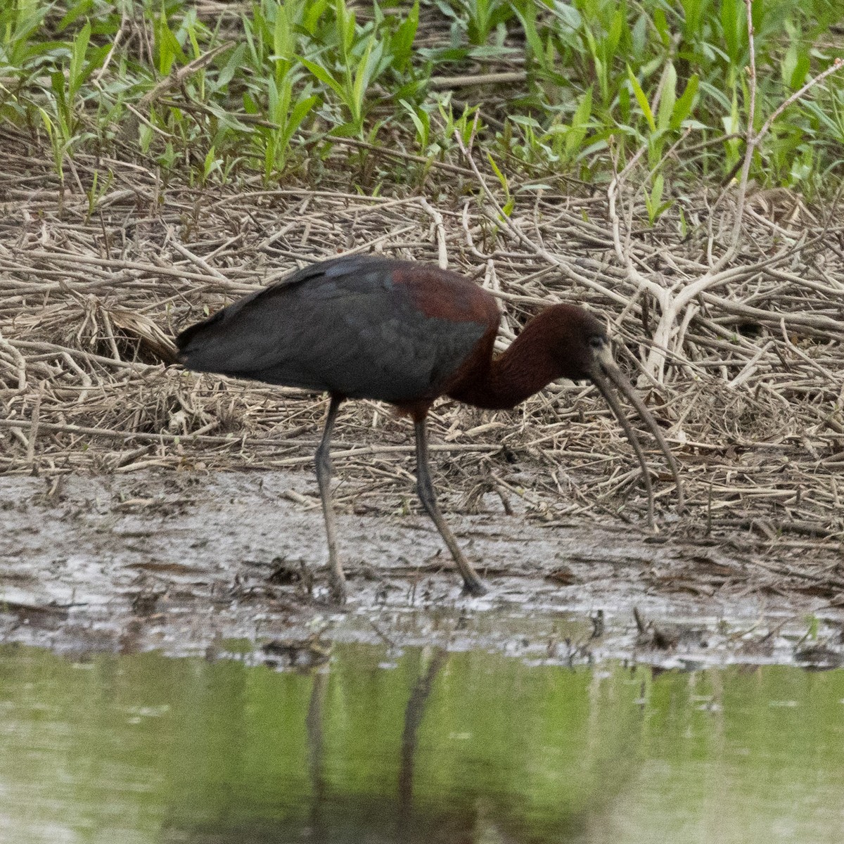 ibis hnědý - ML618445458