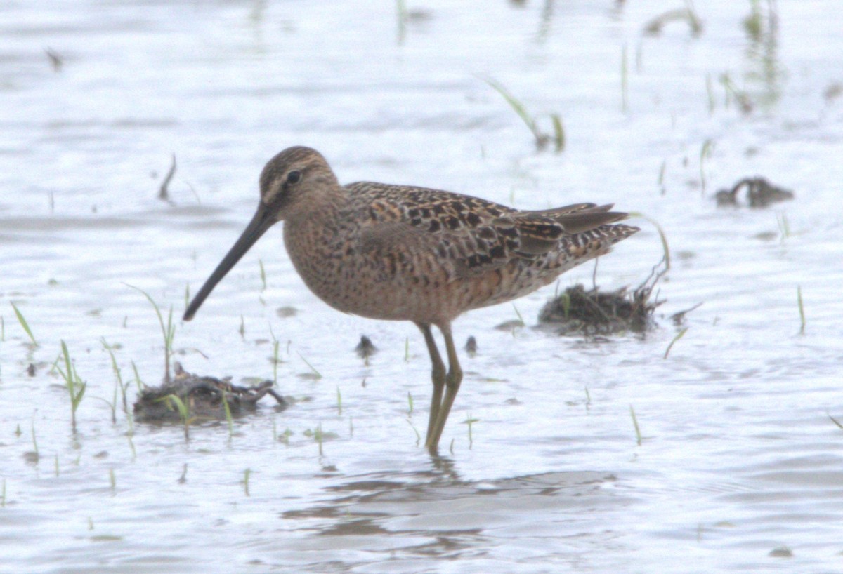 Long-billed Dowitcher - Craig Browning