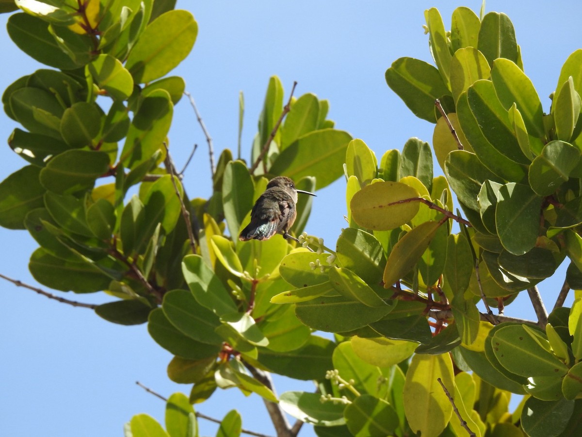 Colibri des Bahamas - ML618445479