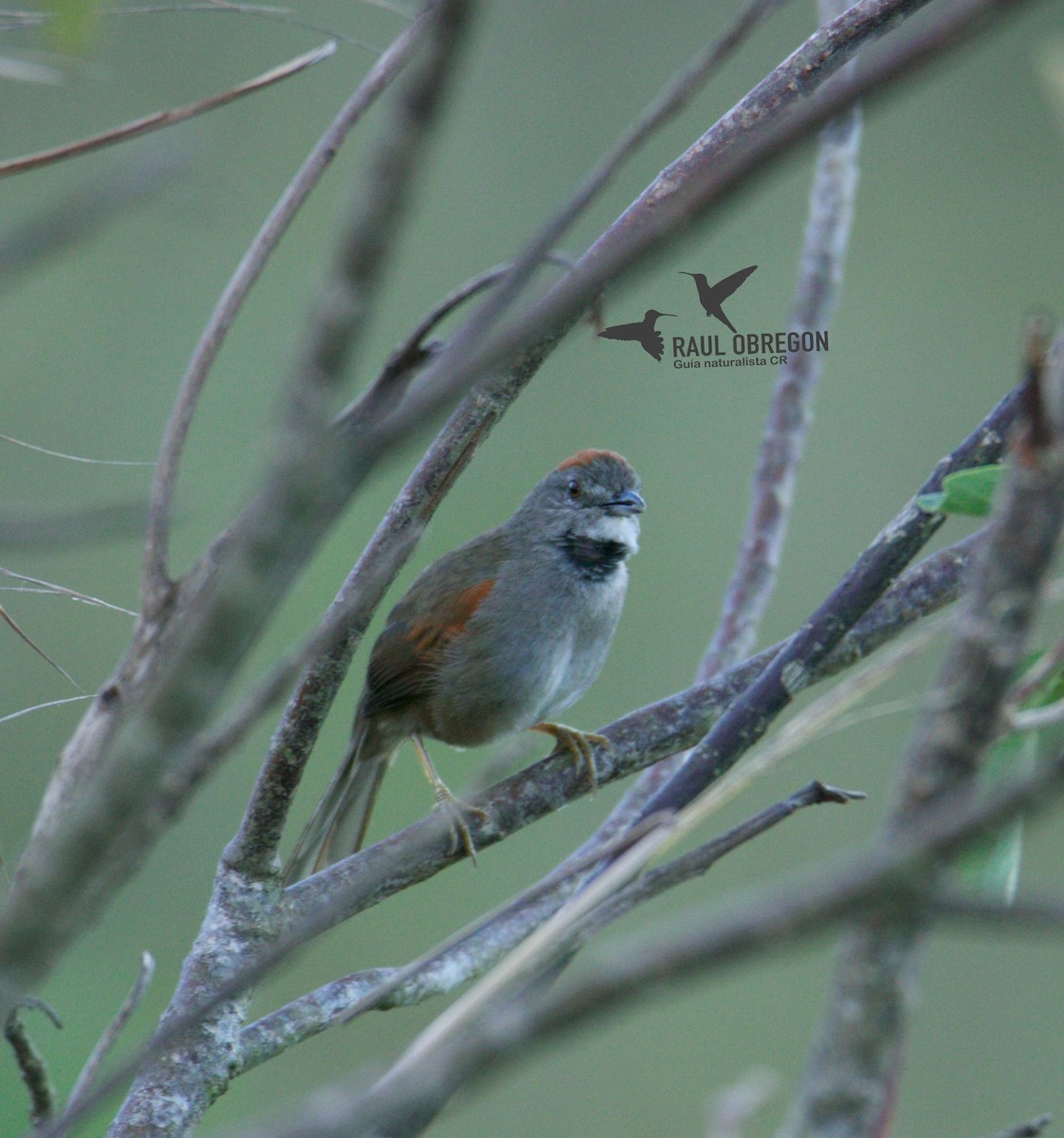 Pale-breasted Spinetail - ML618445512