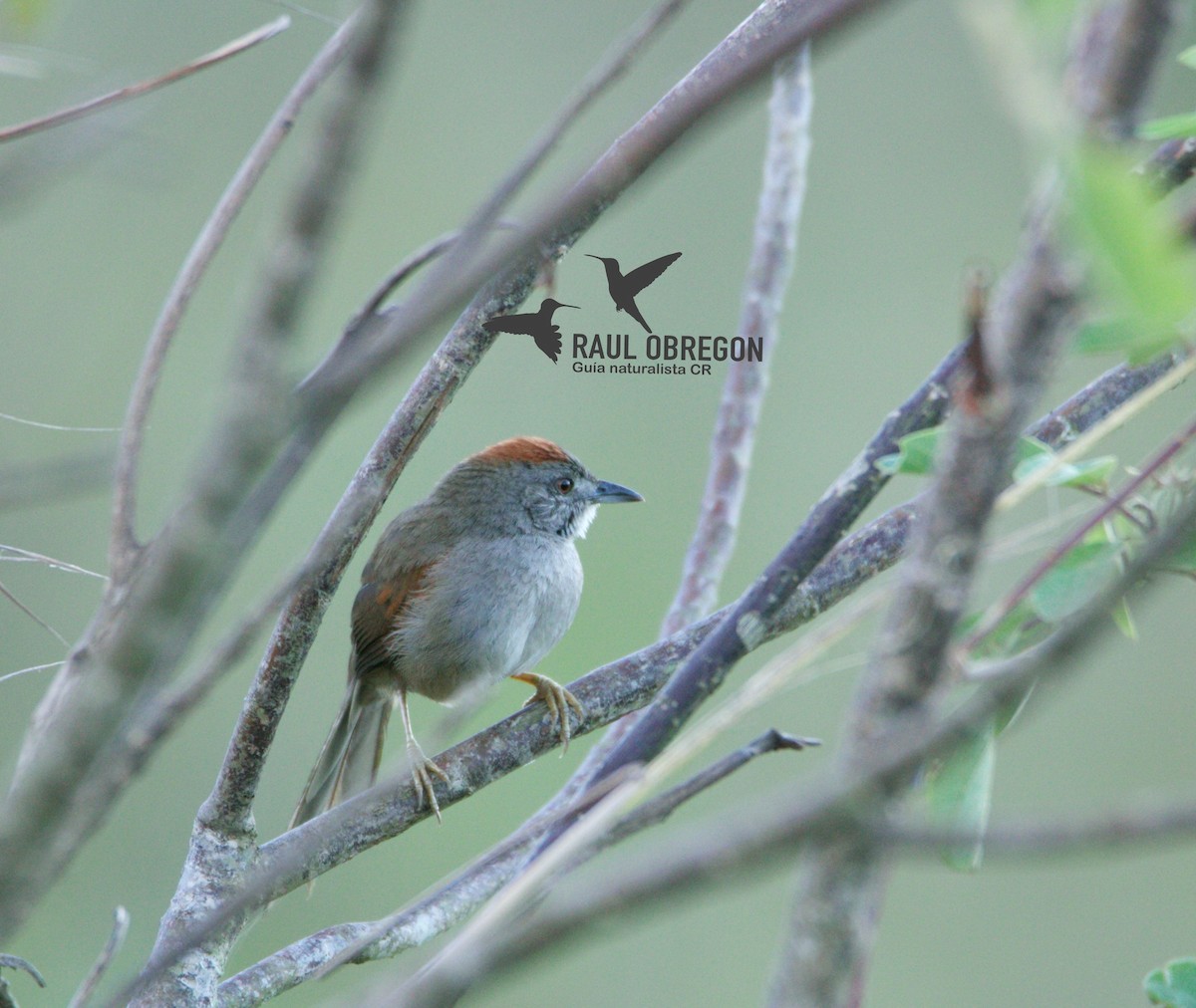 Pale-breasted Spinetail - ML618445513