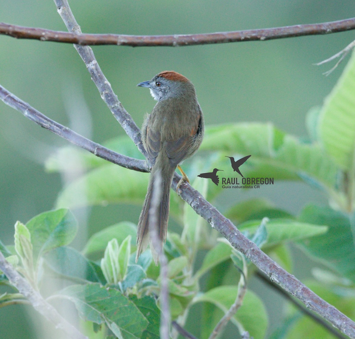 Pale-breasted Spinetail - ML618445514