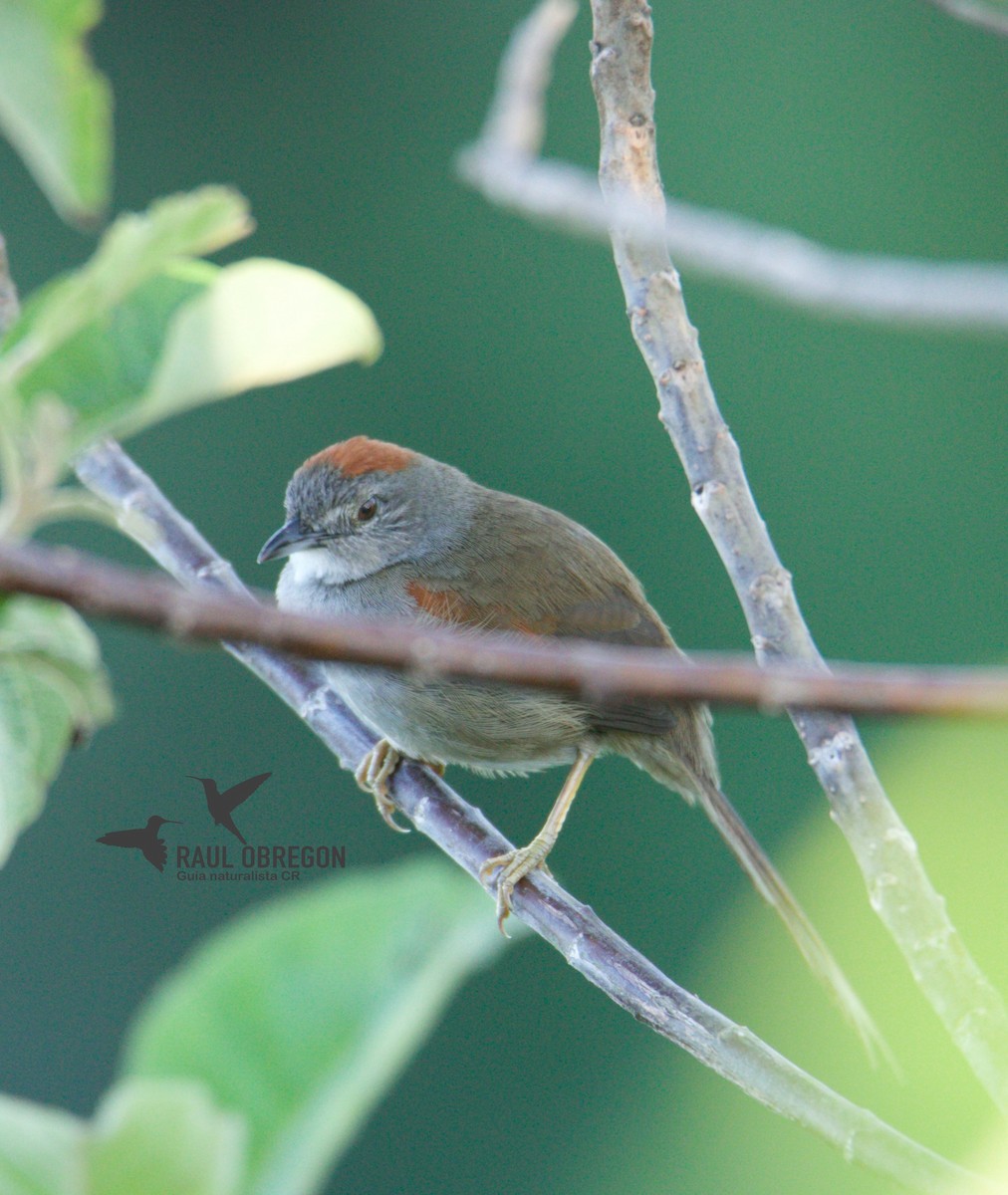 Pale-breasted Spinetail - ML618445515