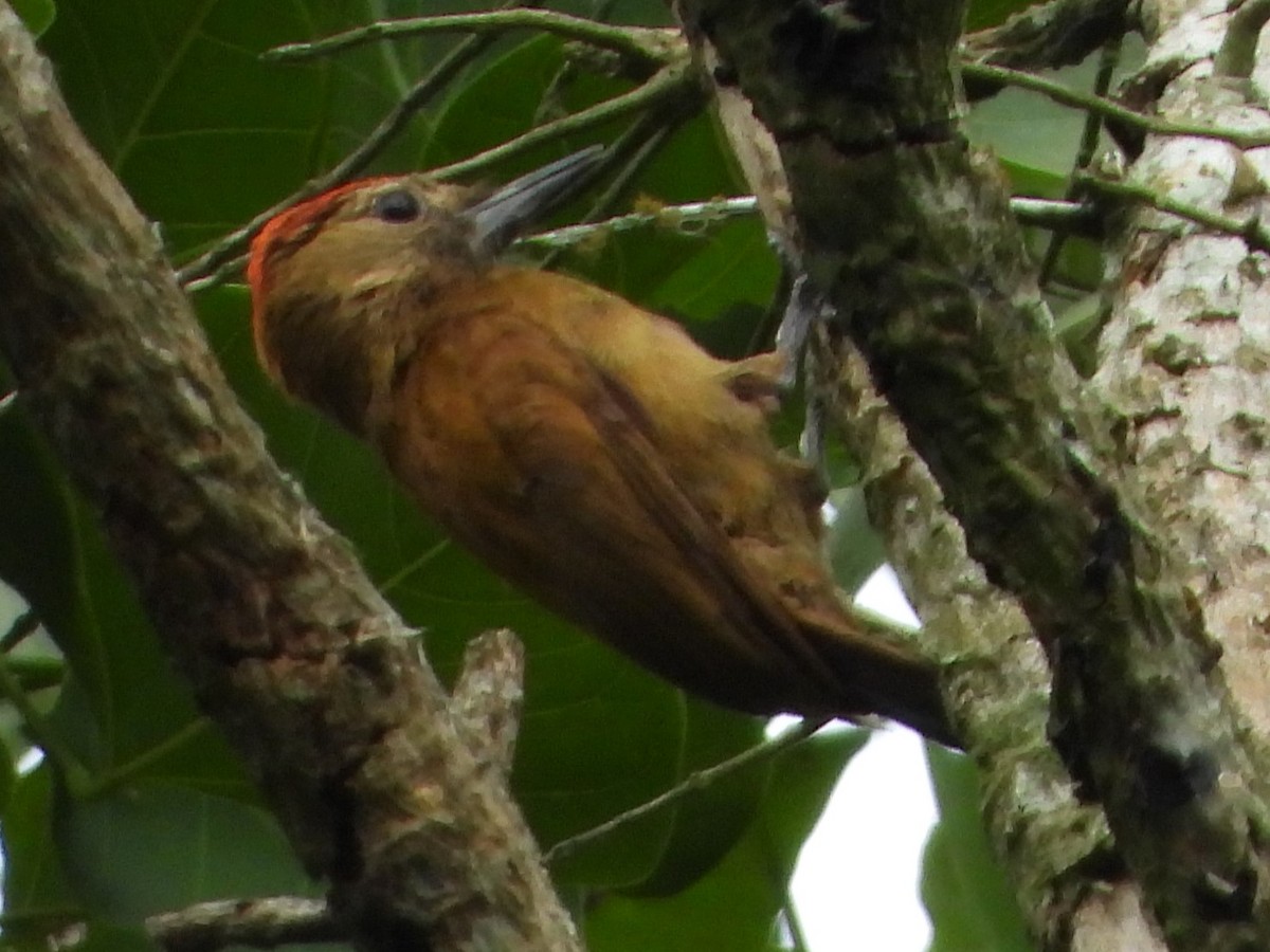 Smoky-brown Woodpecker - ML618445528